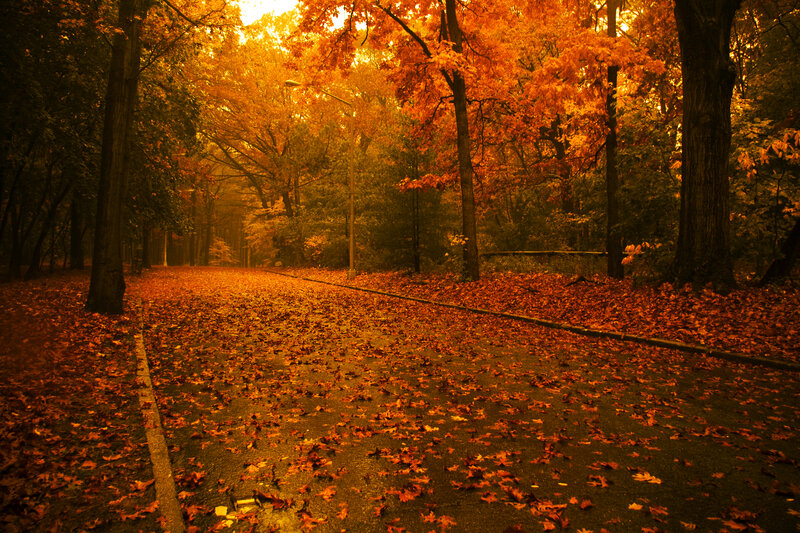 Autumn Path in Forest — Leaves