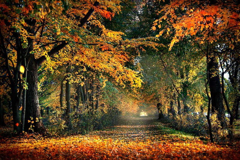 Autumn Path in Forest — Orange, Serene, Photograph