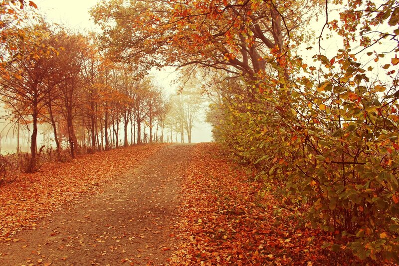Autumn Path in Forest — Orange, Serene, Photograph, Trees, Leaves, Fog