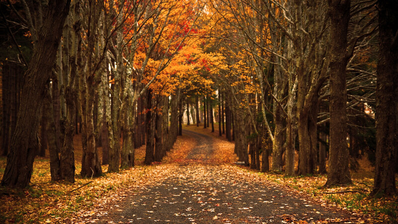 Autumn Path in Forest — Orange, Serene, Photograph, Trees, Leaves