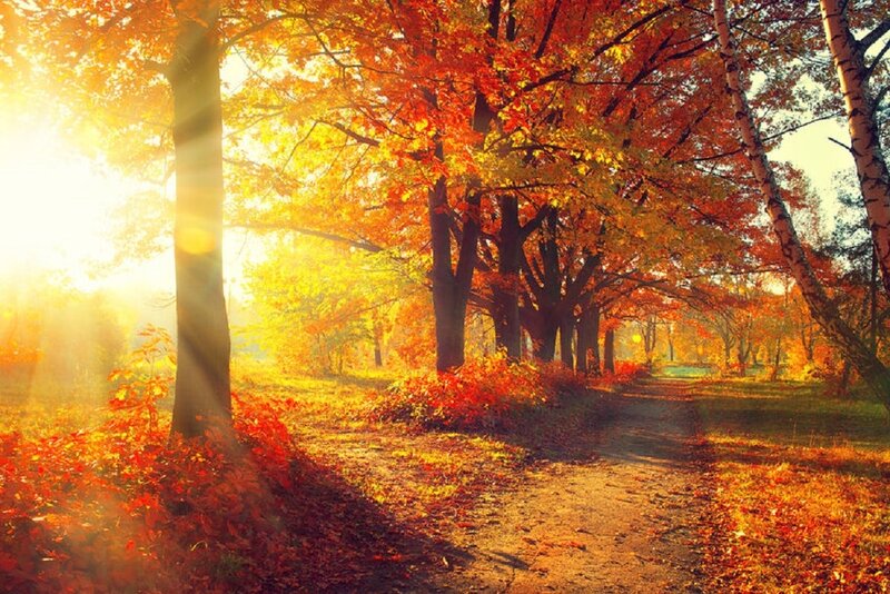 Autumn Path in Forest — Orange, Serene, Photograph, Trees, Sunlight