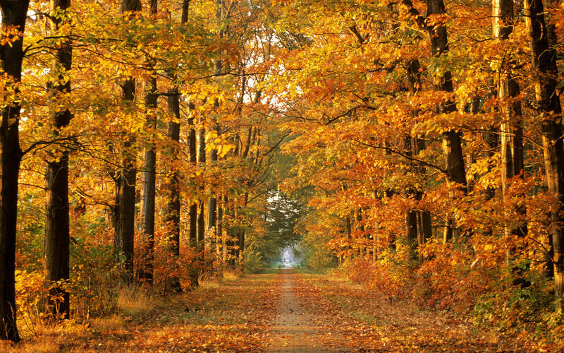 Autumn Path in Forest — Orange, Serene, Photograph, Trees