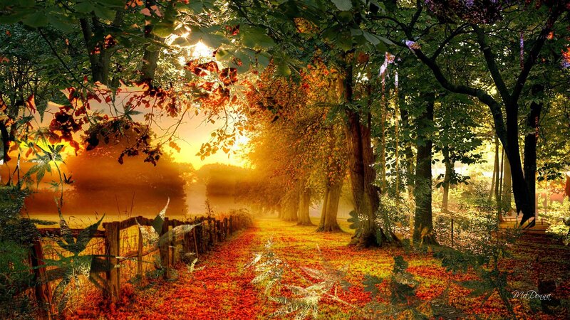 Autumn Path in Forest — Orange, Serene, Sunset