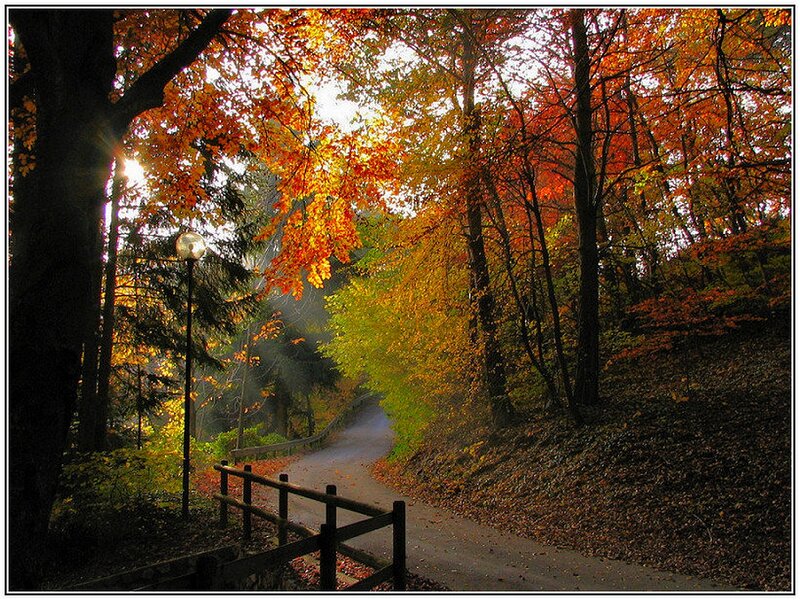 Autumn Path in Forest — Orange, Serene