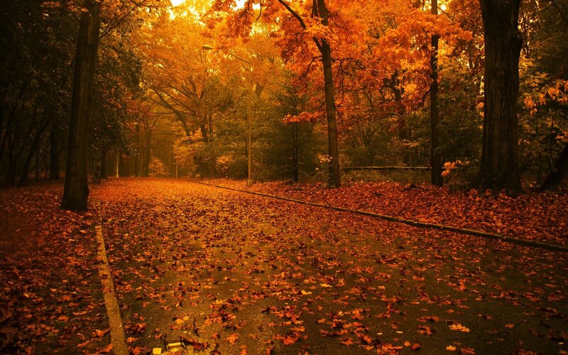 Autumn Path in Forest — Orange