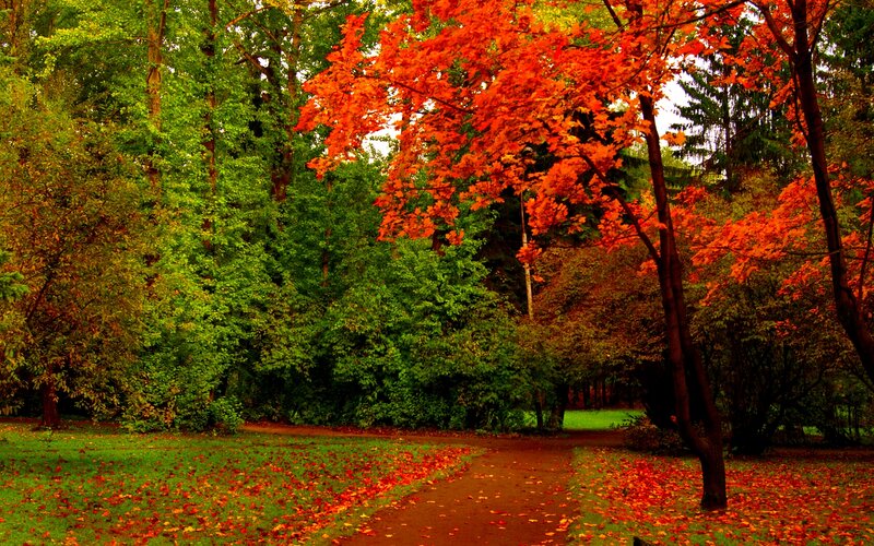 Autumn Path in Forest — Red