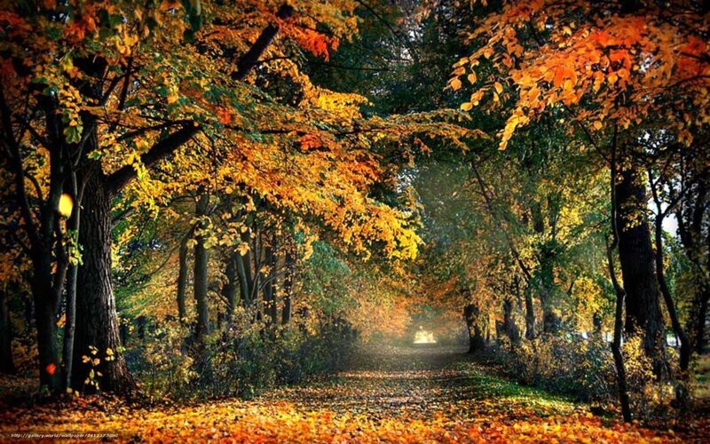Autumn path in forest