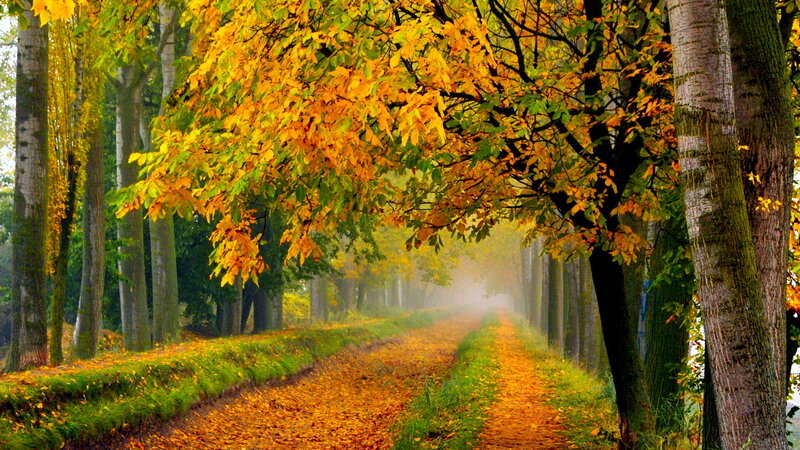 Autumn Path in Forest — Yellow, Serene, Photograph