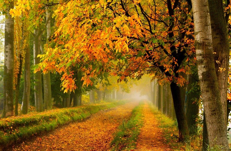 Autumn Path in Forest — Yellow, Serene, Photograph, Trees, Leaves, Fog