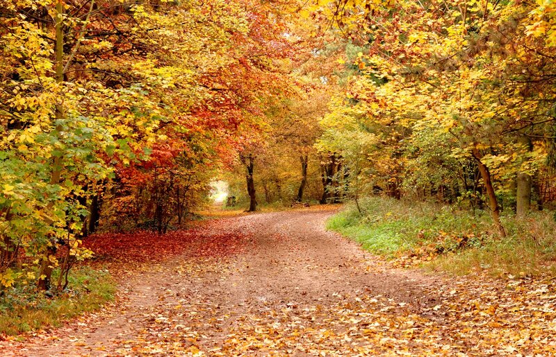 Autumn Path in Forest — Yellow, Serene, Photograph, Trees, Leaves