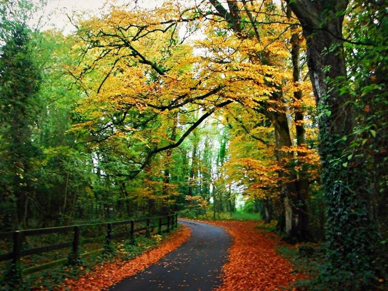 Autumn Path in Forest — Yellow, Serene, Photograph, Trees, Road