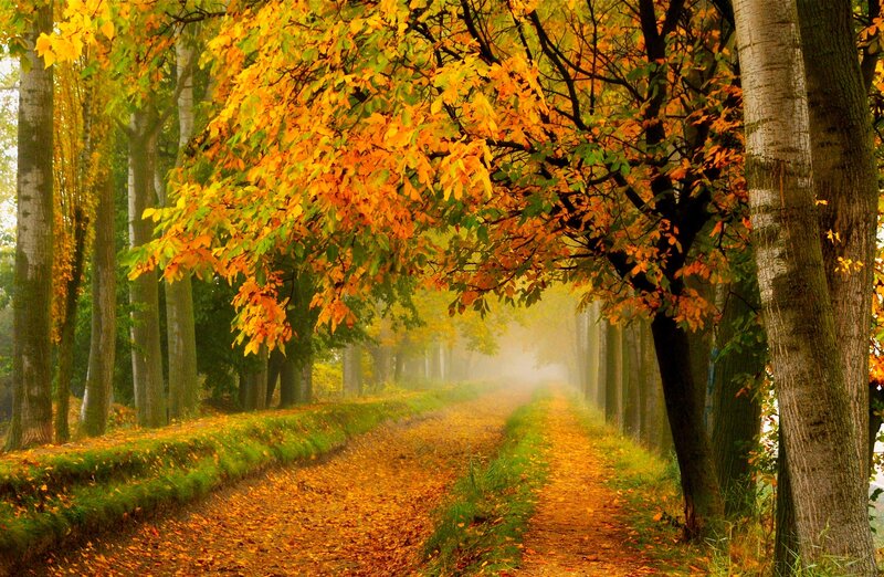 Autumn Path in Forest — Yellow, Serene, Photograph, Trees