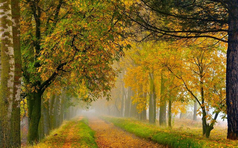 Autumn Path in Forest — Yellow, Serene