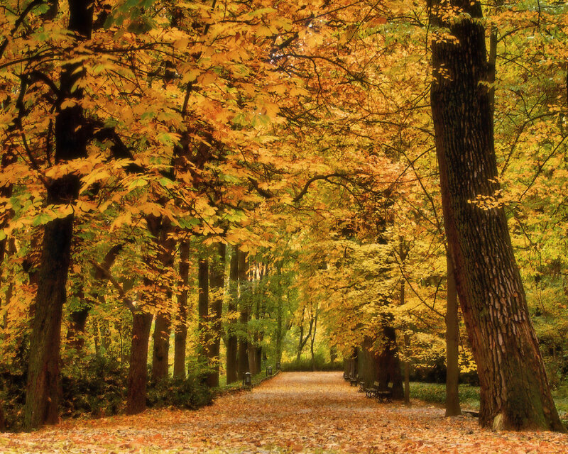 Autumn Path in Forest — Yellow