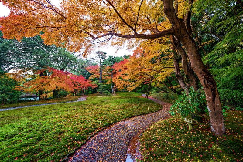 Autumn Path in Garden