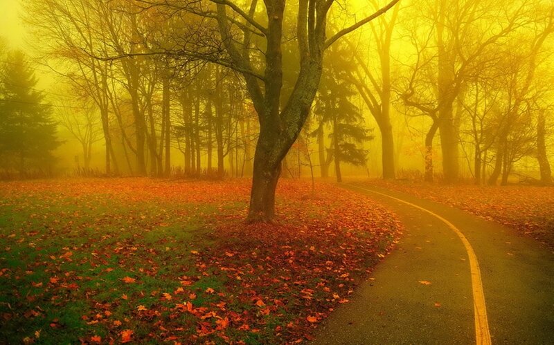 Autumn path in golden fog