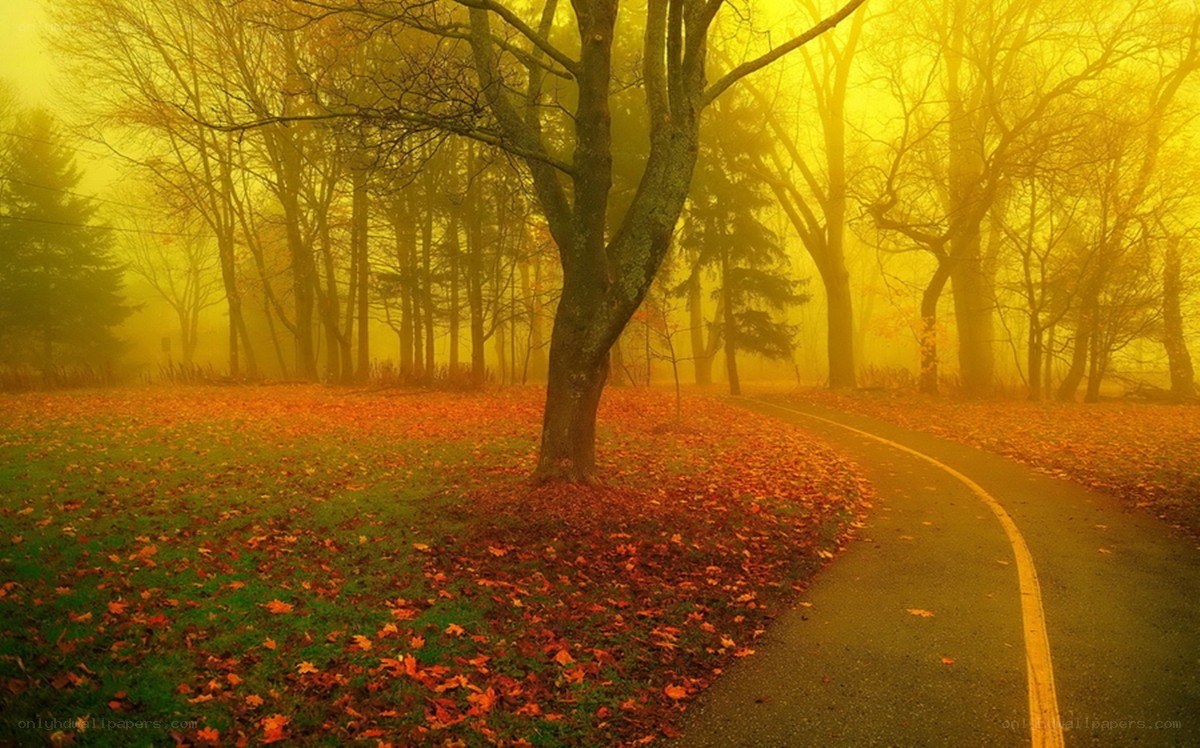 Autumn path in golden fog