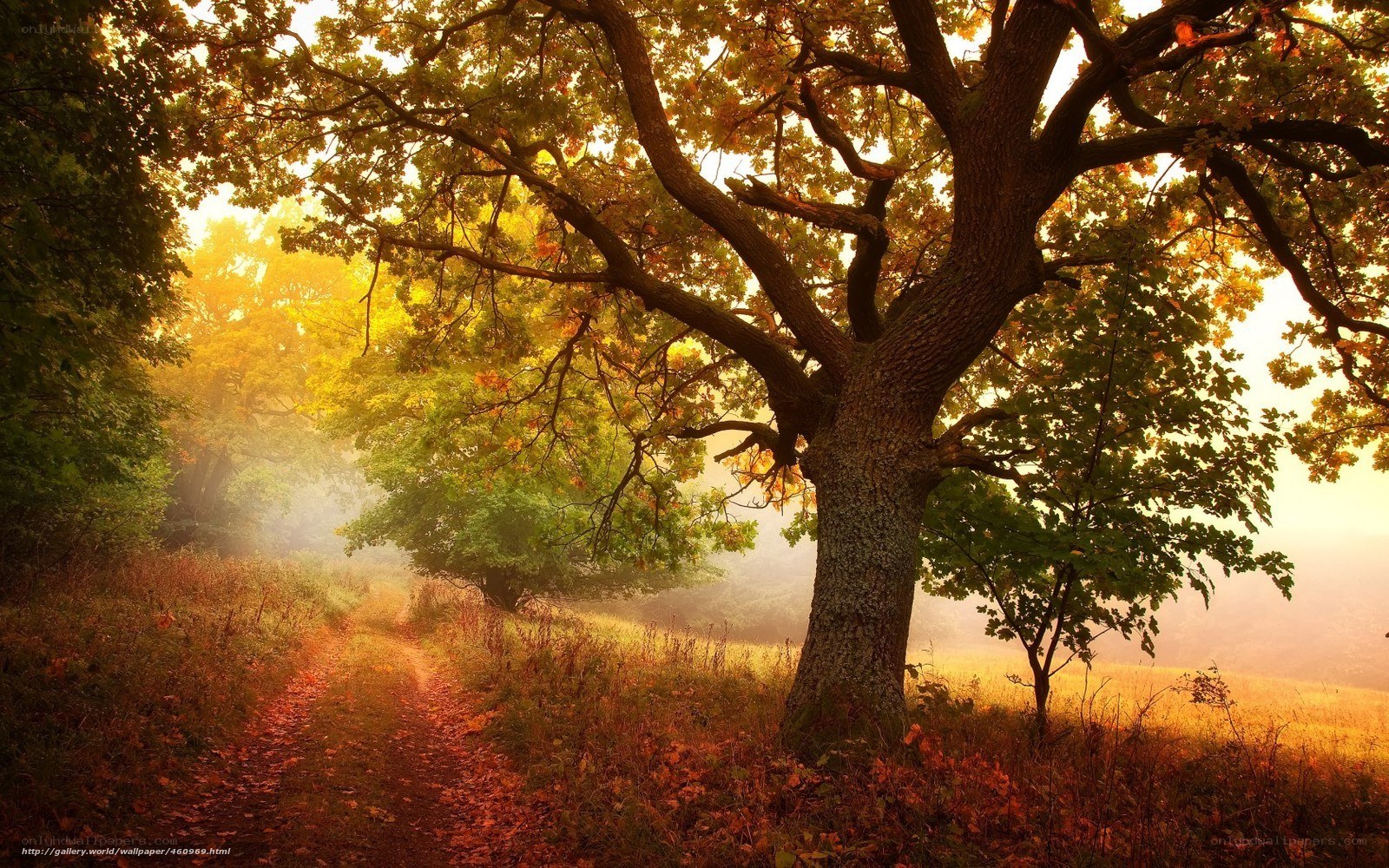 Autumn path in golden light