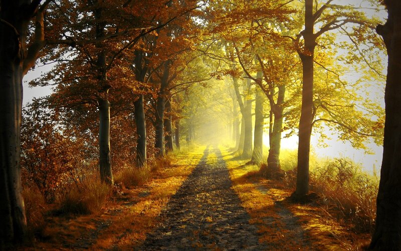 Autumn path in golden light