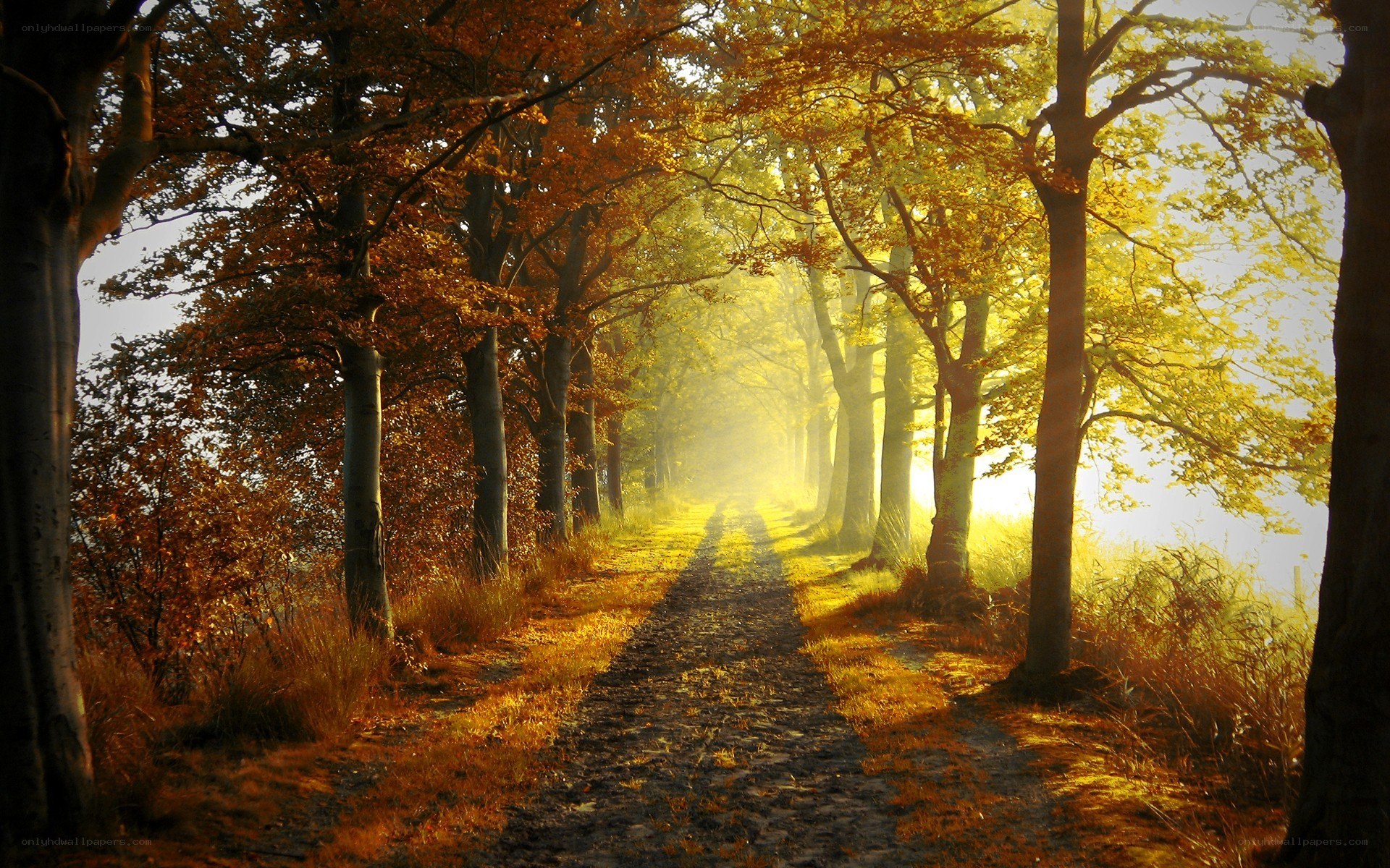 Autumn path in golden light