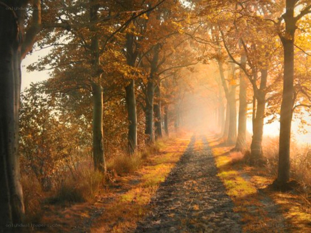 Autumn path in golden light