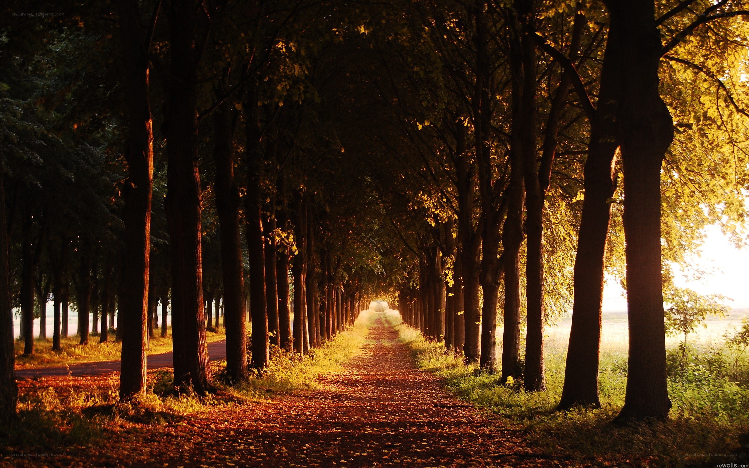 Autumn path in golden light