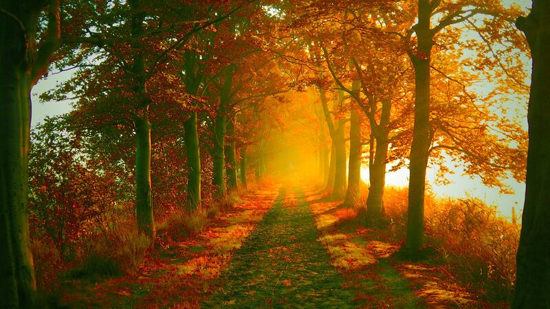 Autumn path in golden light