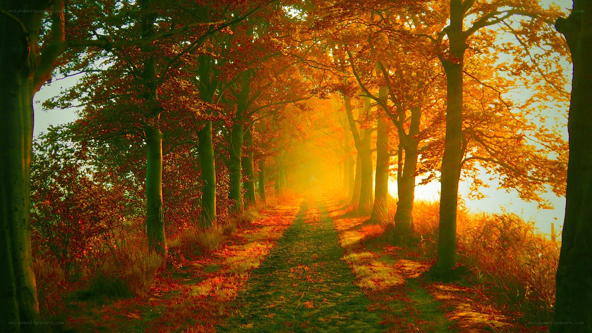 Autumn path in golden light
