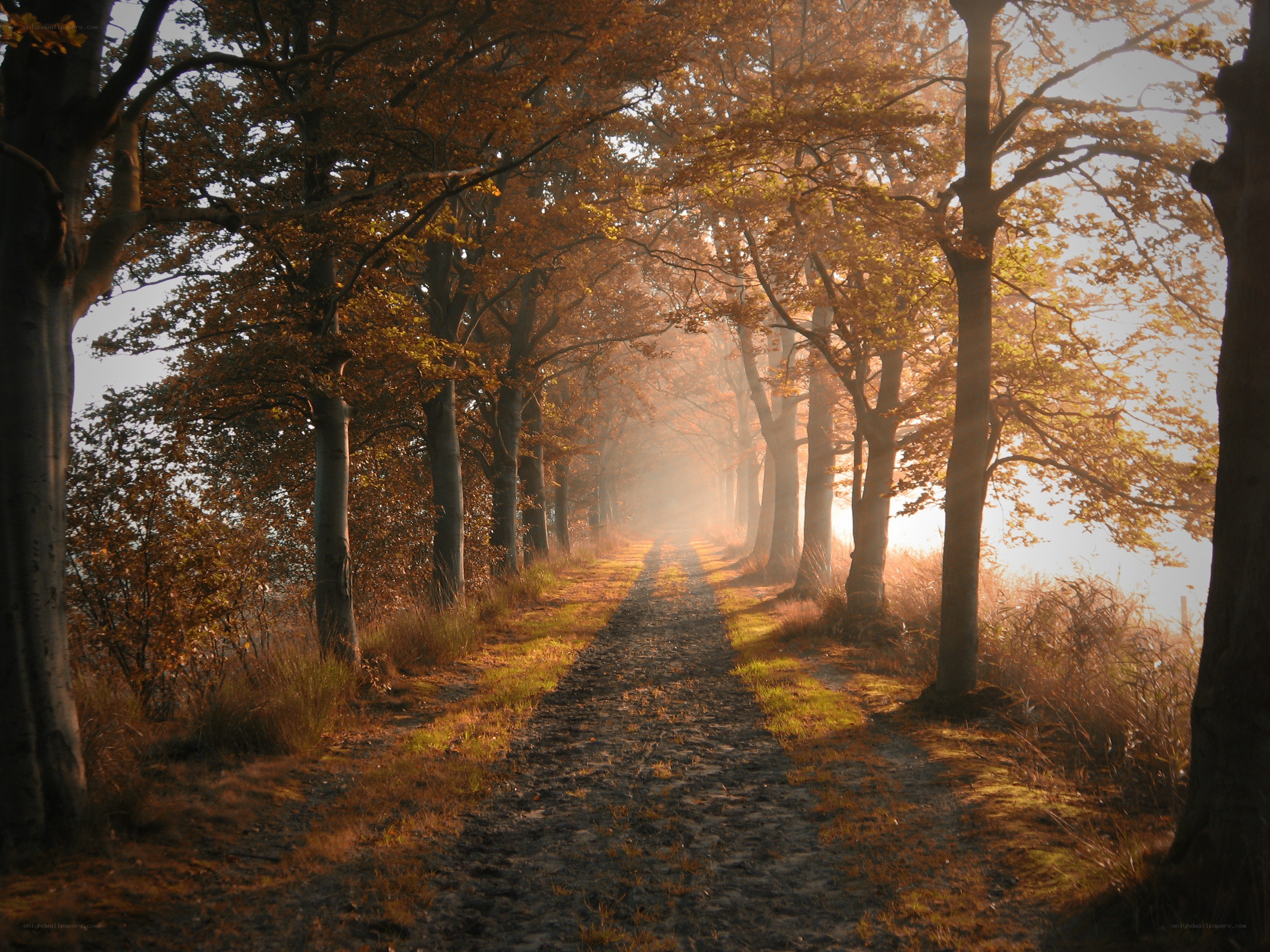 Autumn path in golden light