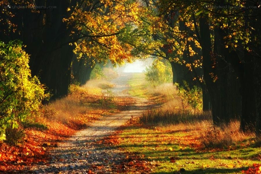Autumn path in golden light