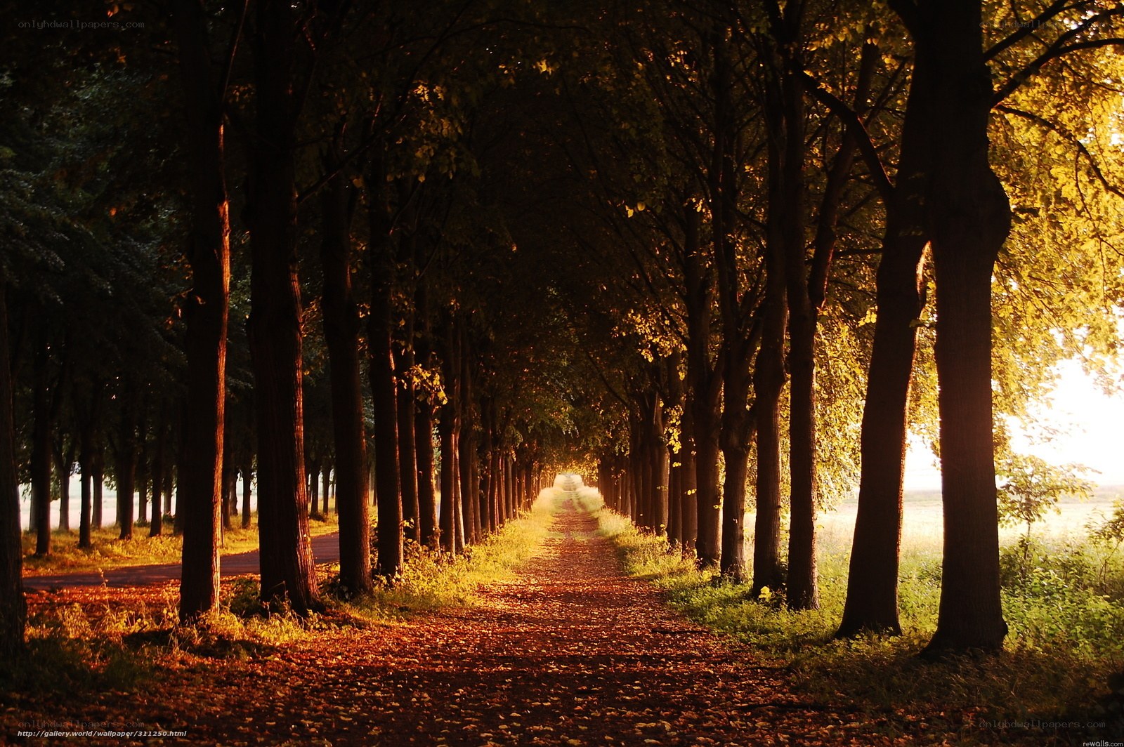 Autumn path in golden light