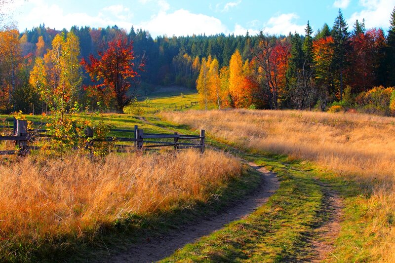 Autumn Path in Meadow