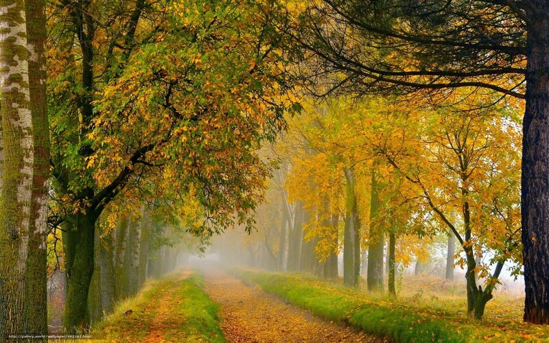 Autumn path in misty forest