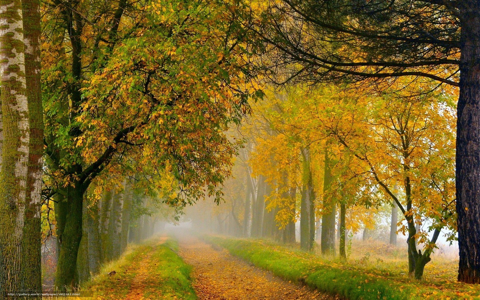 Autumn path in misty forest