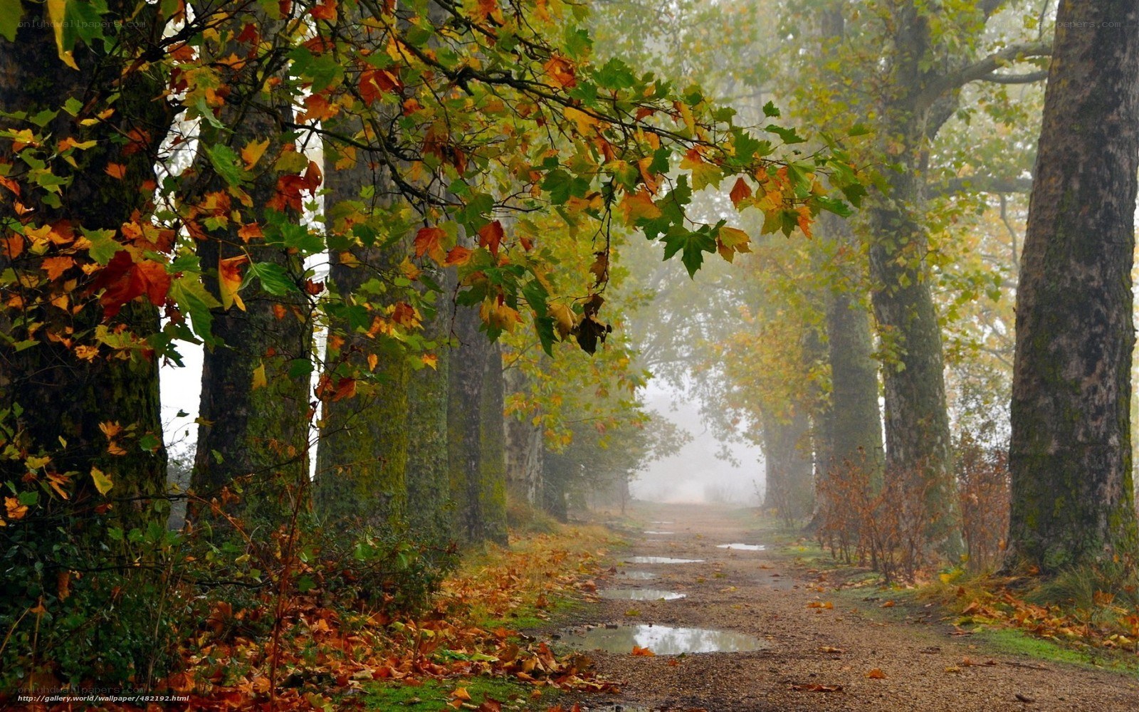 Autumn path in misty forest
