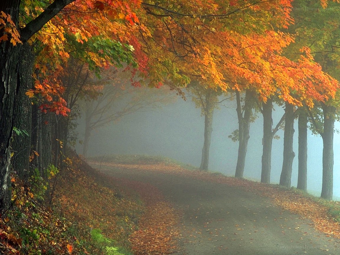 Autumn path in misty forest