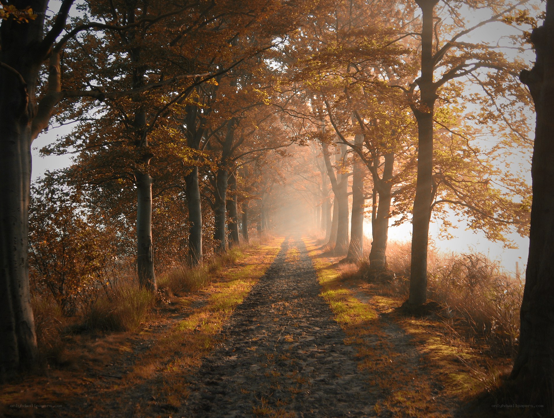 Autumn path in misty forest