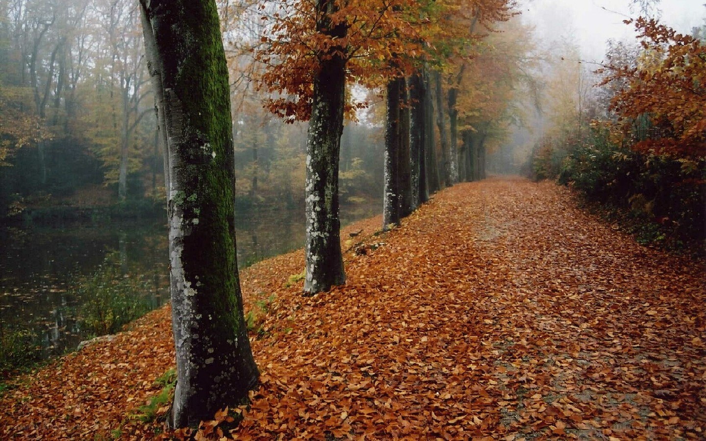 Autumn path in misty forest