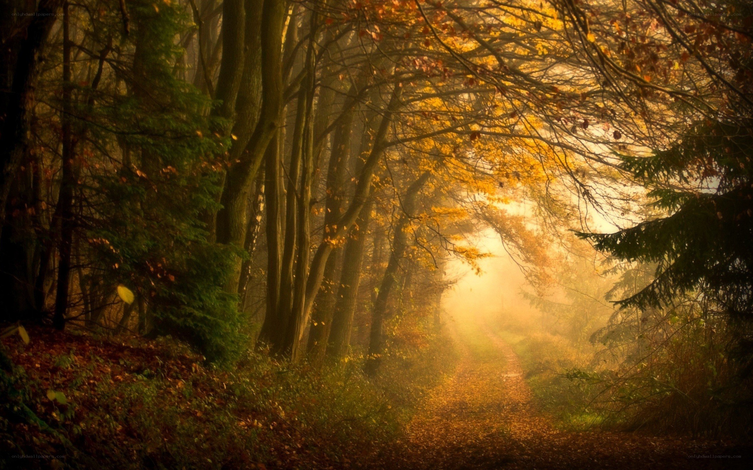 Autumn path in misty forest
