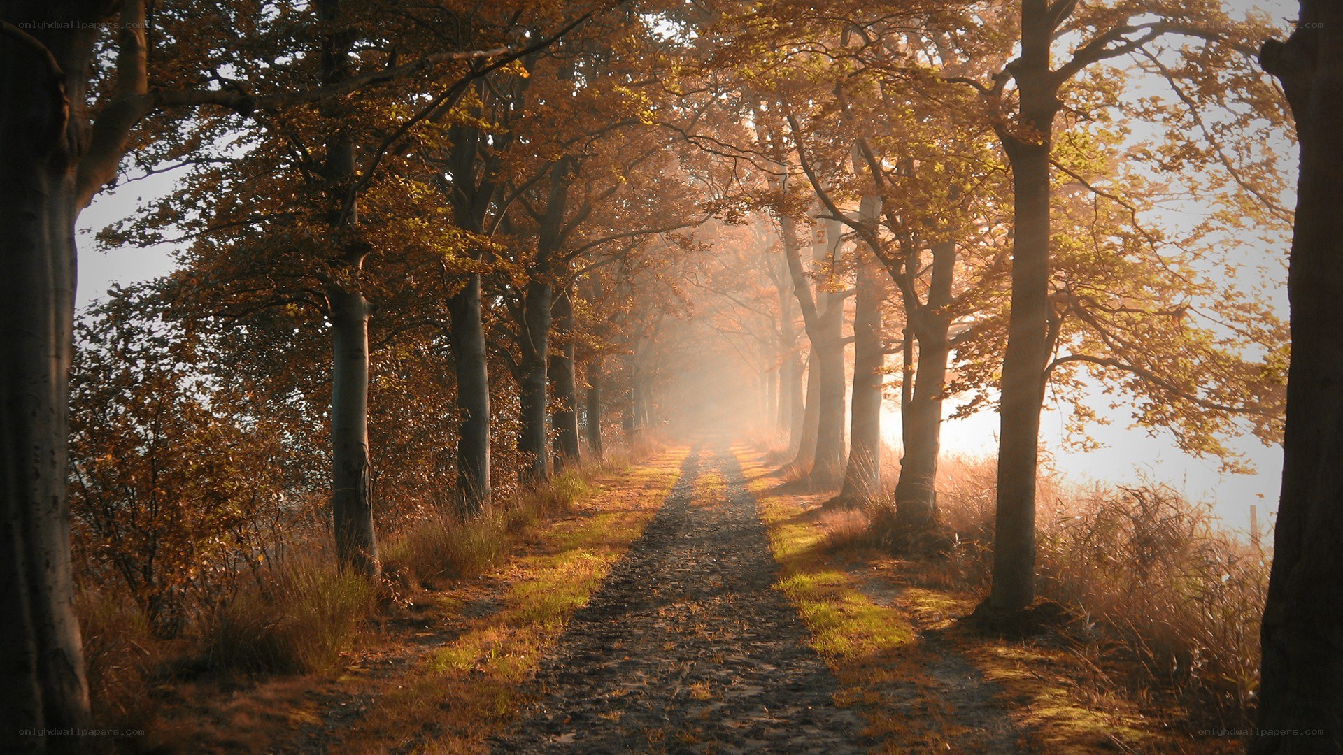 Autumn path in misty forest
