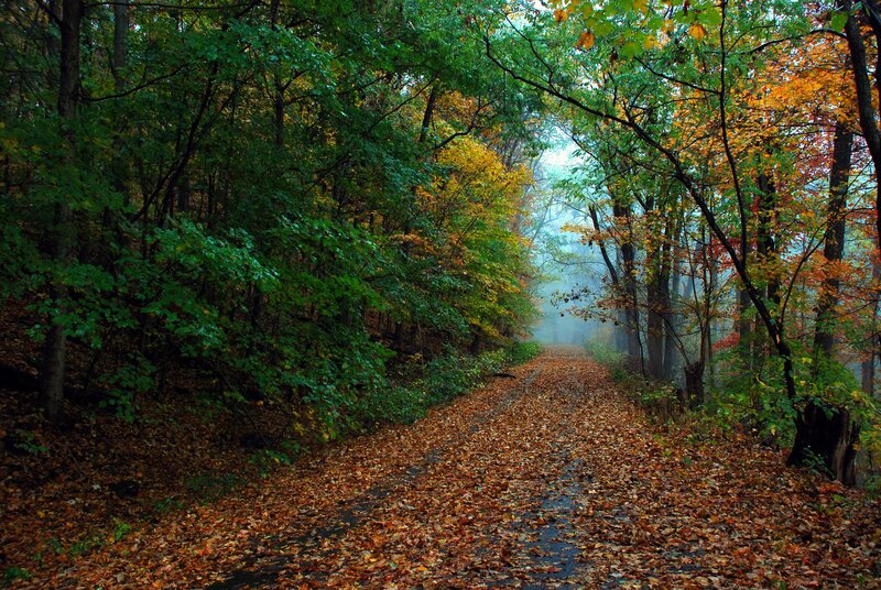 Autumn path in misty forest
