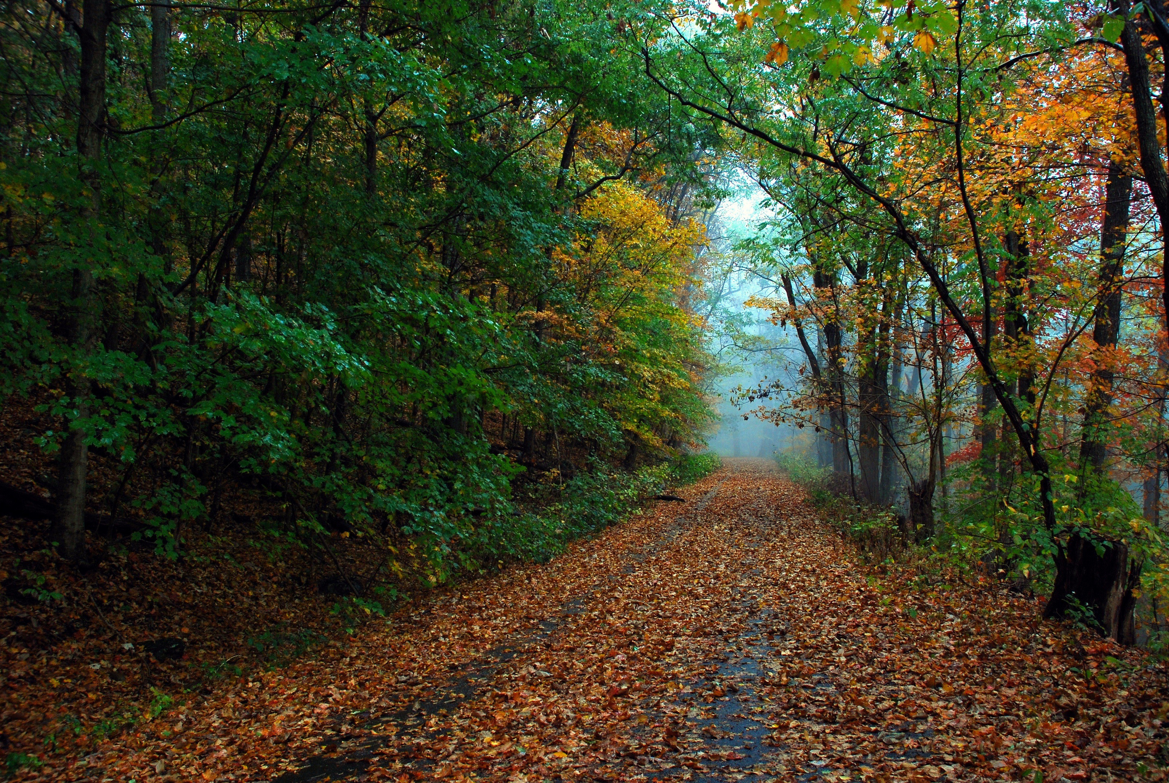 Autumn path in misty forest