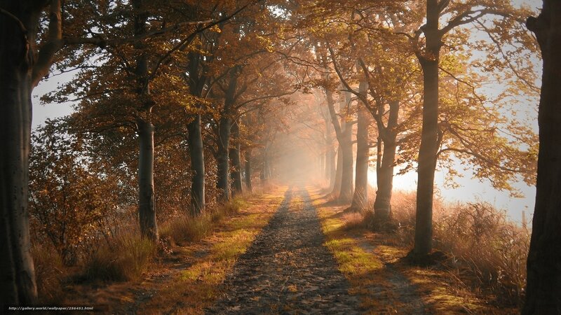 Autumn path in misty forest