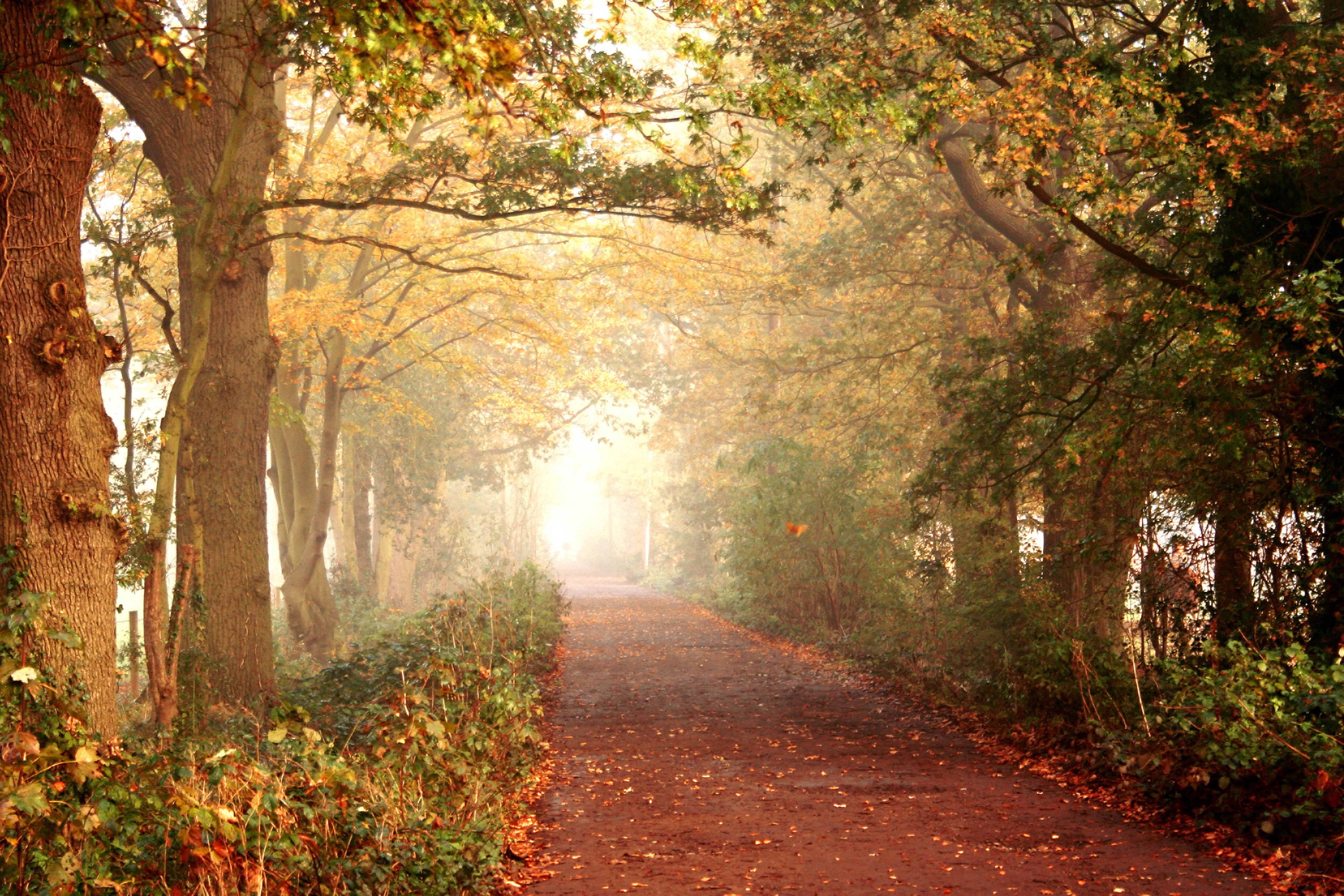 Autumn path in misty forest