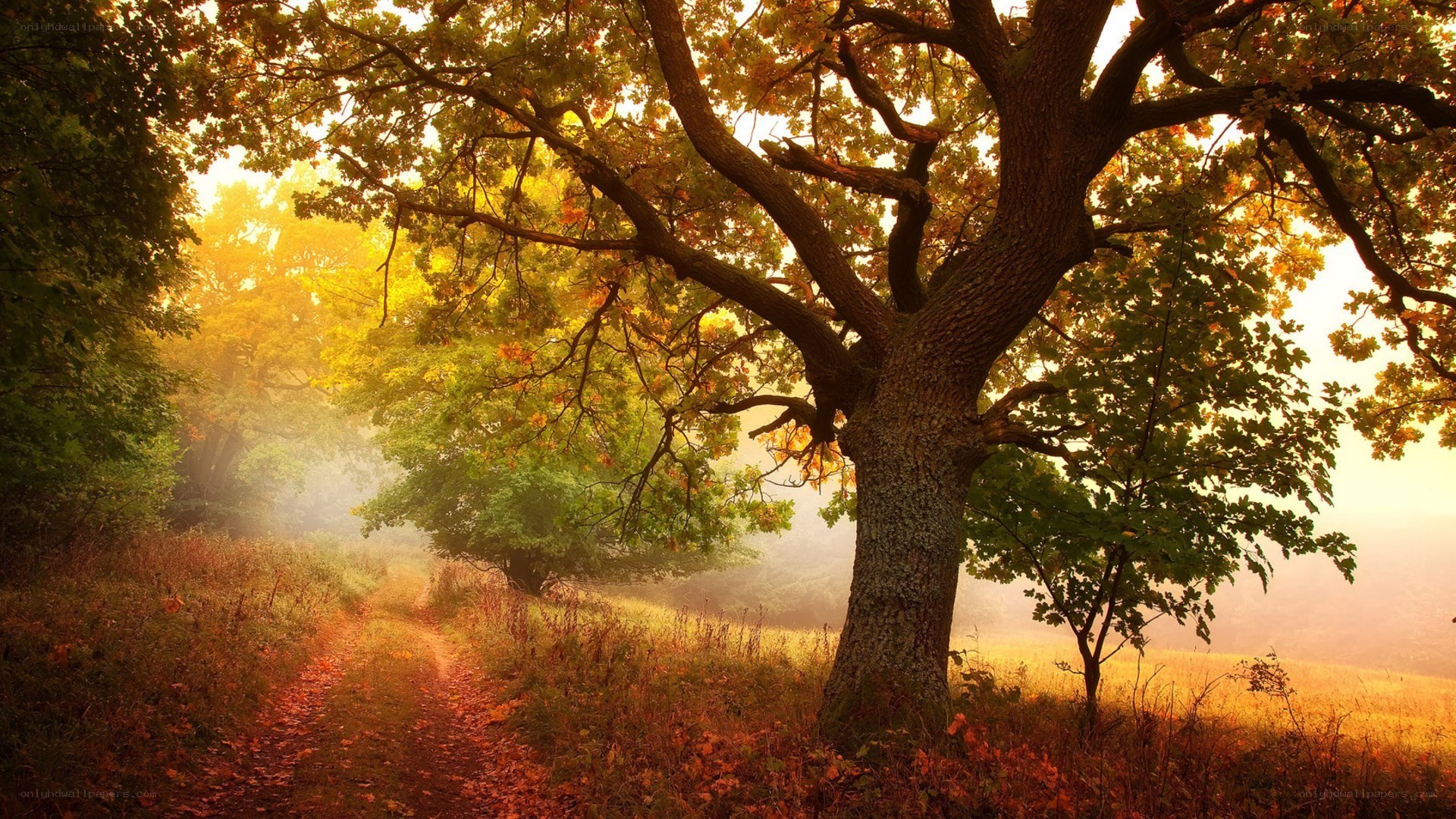 Autumn path in misty forest