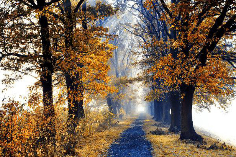 Autumn path in misty forest