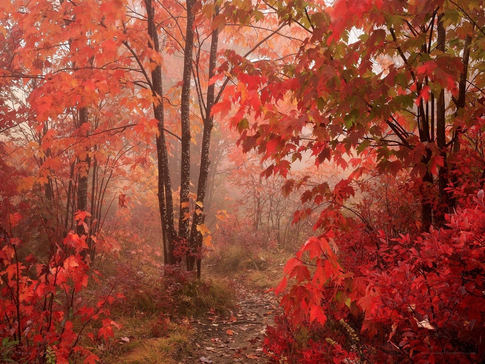 Autumn path in misty forest