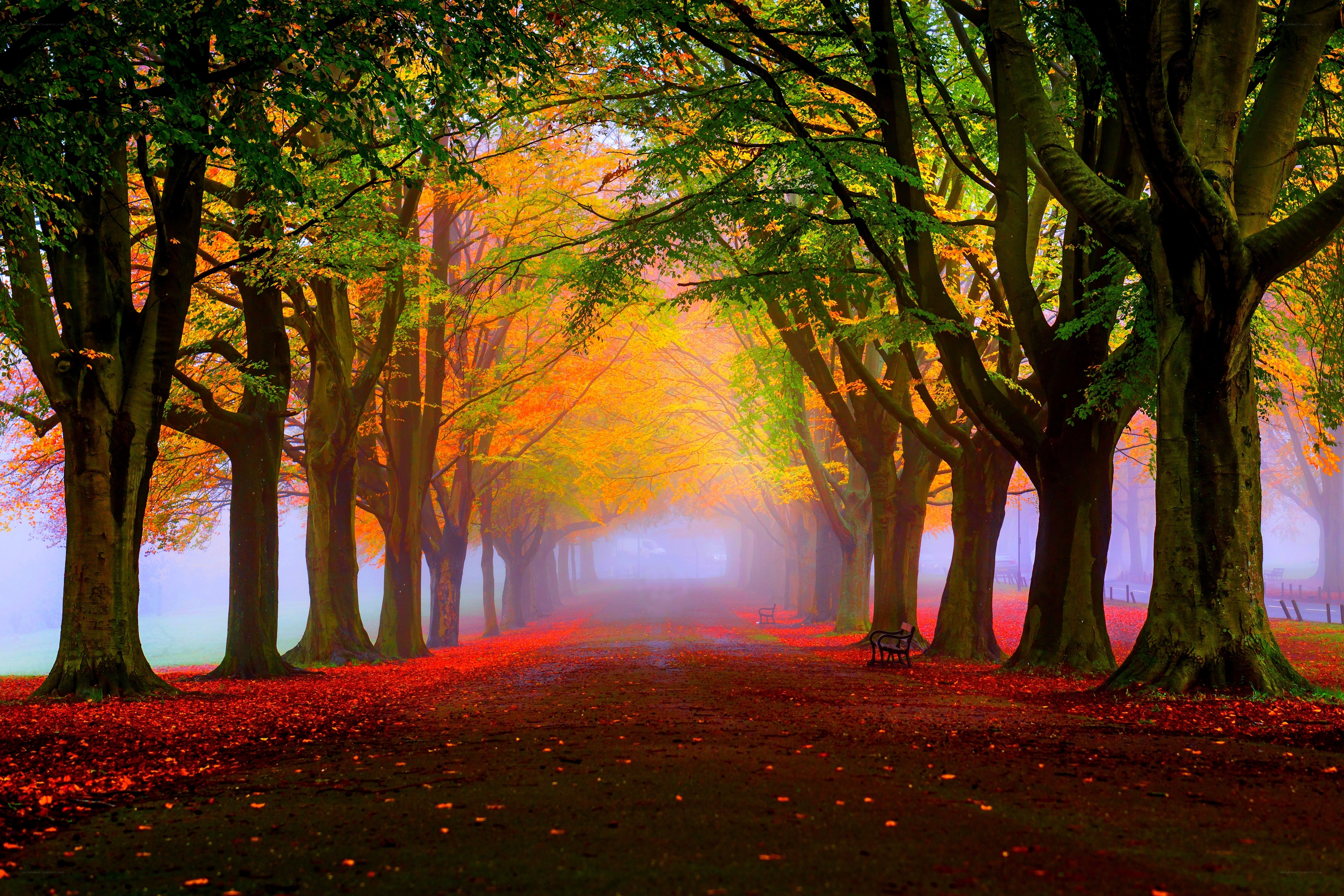 Autumn path in misty forest