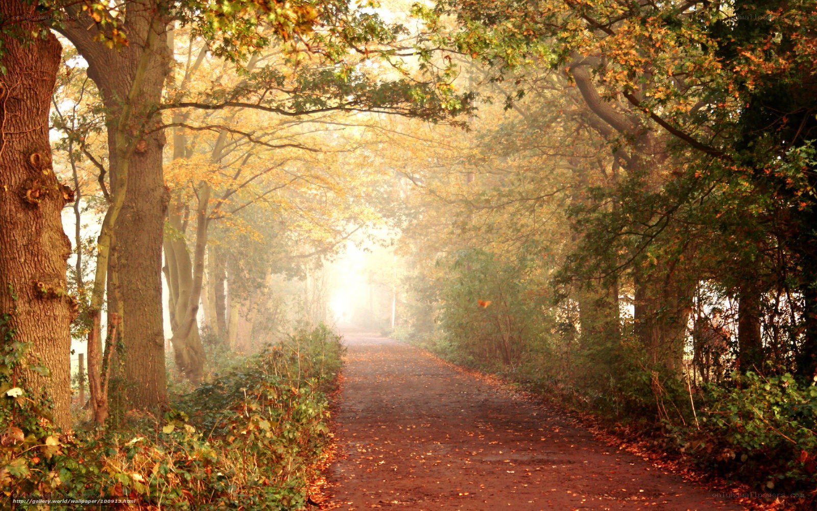 Autumn path in misty forest