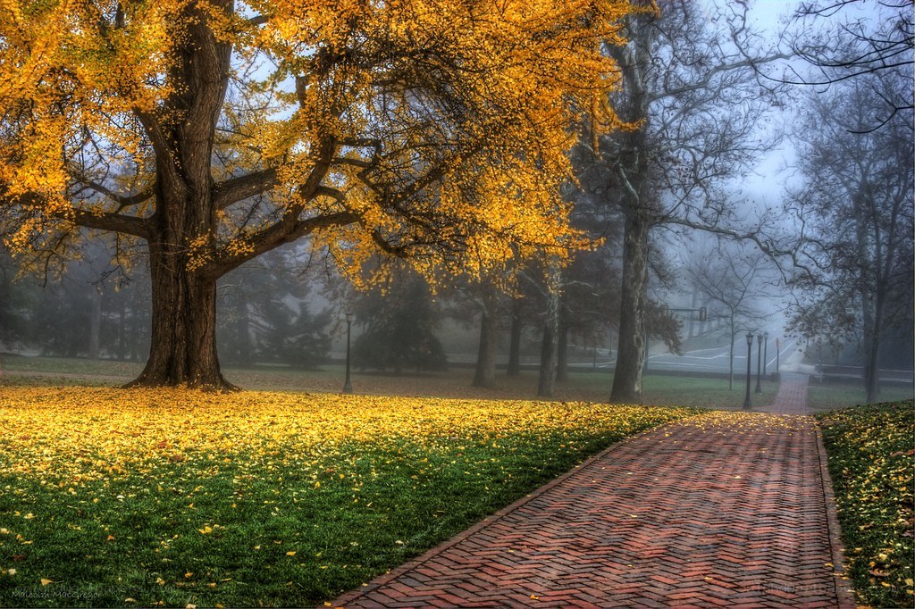 Autumn path in misty park